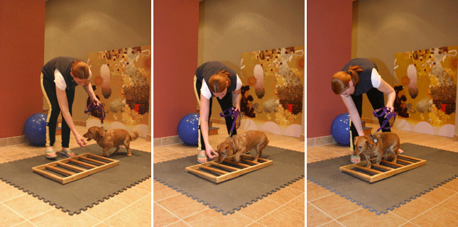 Animal Rehabilitation Therapeutic Exercises