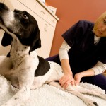 Dog Rehabilitation Specialist