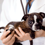 Animal Rehabilitation Treatment Options